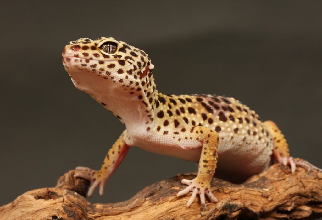 How To Care For A Leopard Gecko 2022 