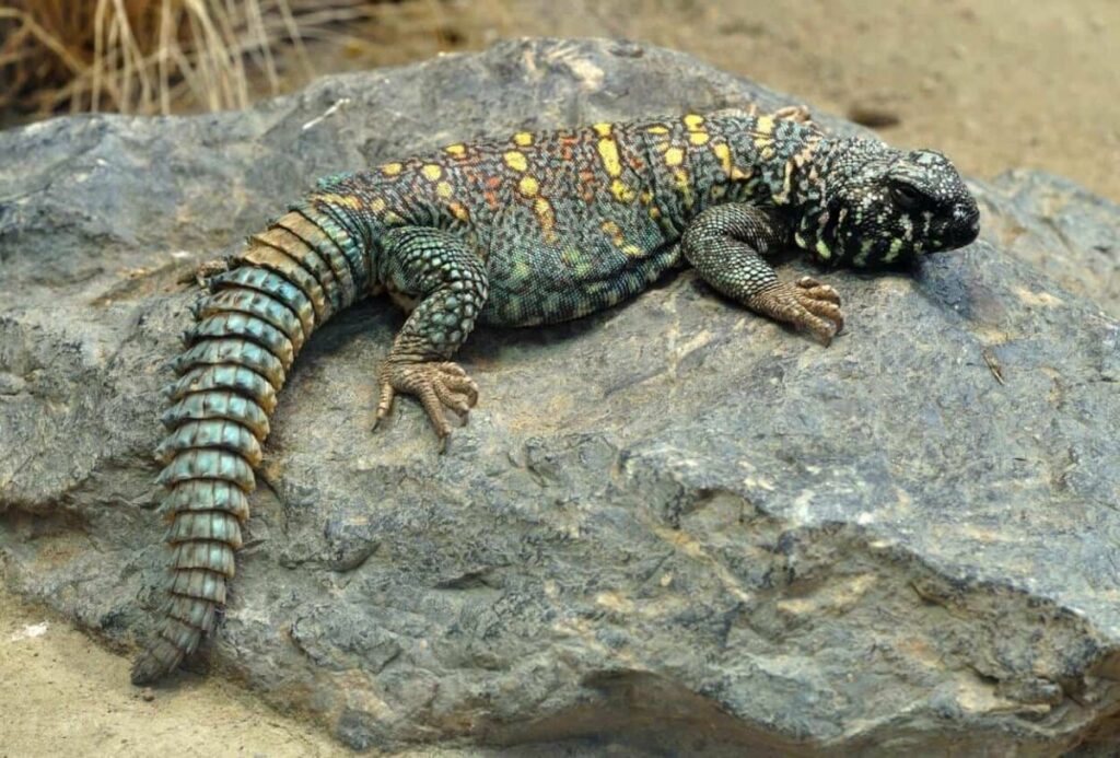 Uromastyx Care Requirements