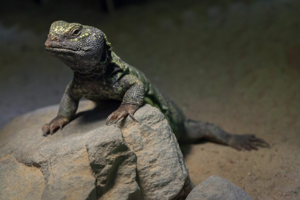 What Does a Uromastyx Eat