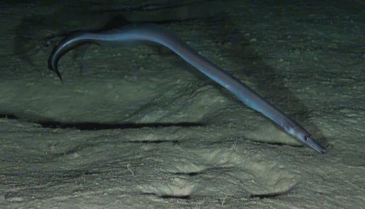 Blackfin sorcerer eel