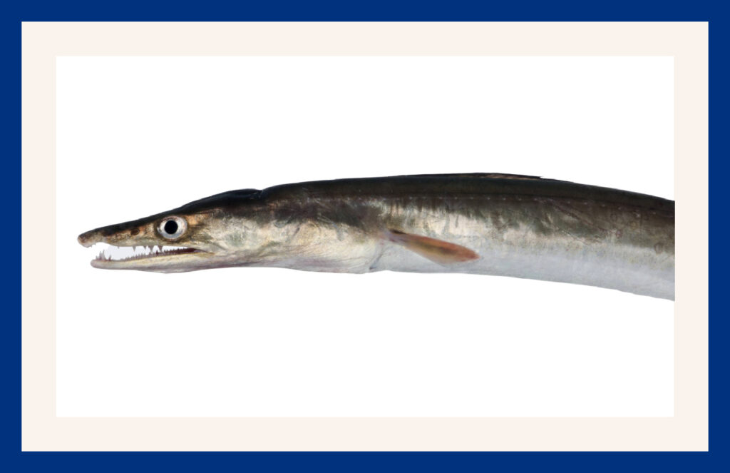 Common pike-conger eel
