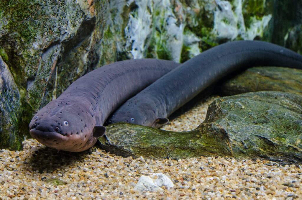 Eel Reproduction — The Mystery Of Eels