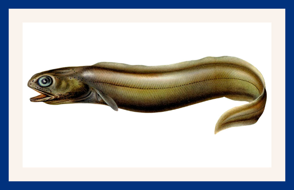 Froghead eel