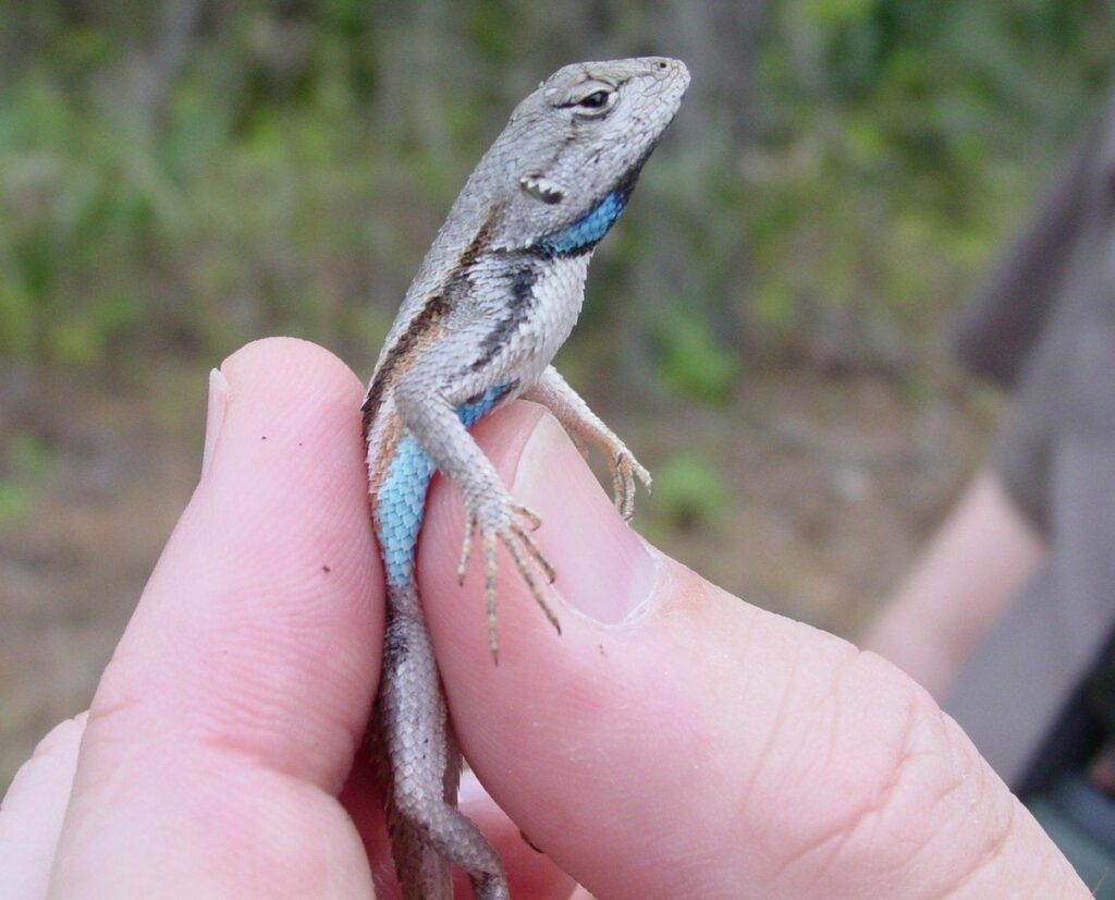 Handling Florida scrub lizards