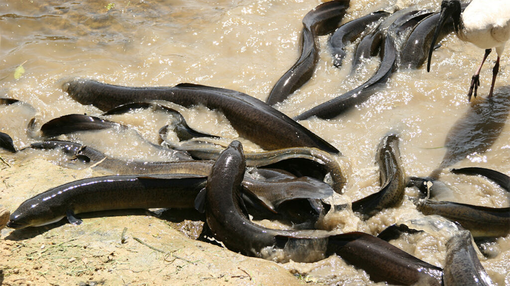 How Do Eels Mate