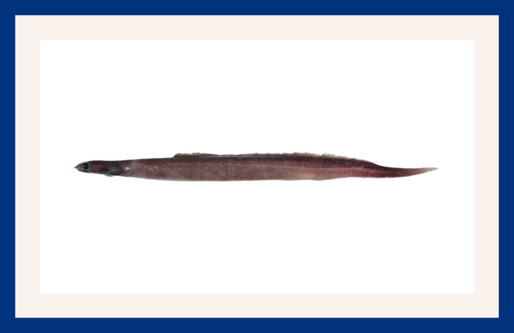 Narrownecked oceanic eel