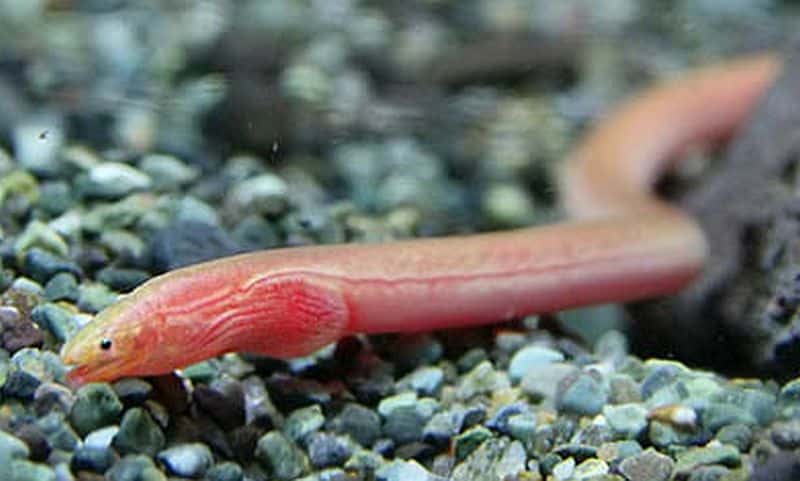 Bengal spaghetti eel