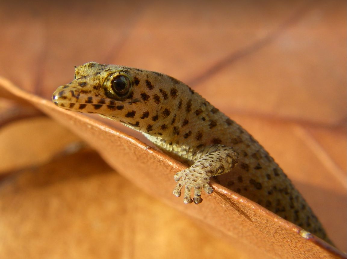 The Reef Gecko: Florida’s Only Native Gecko