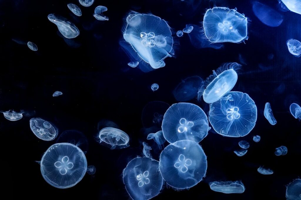 types of jellyfish 