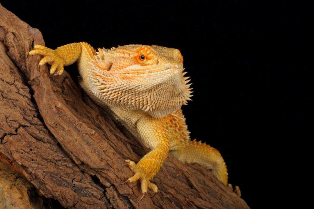 bearded dragon facts