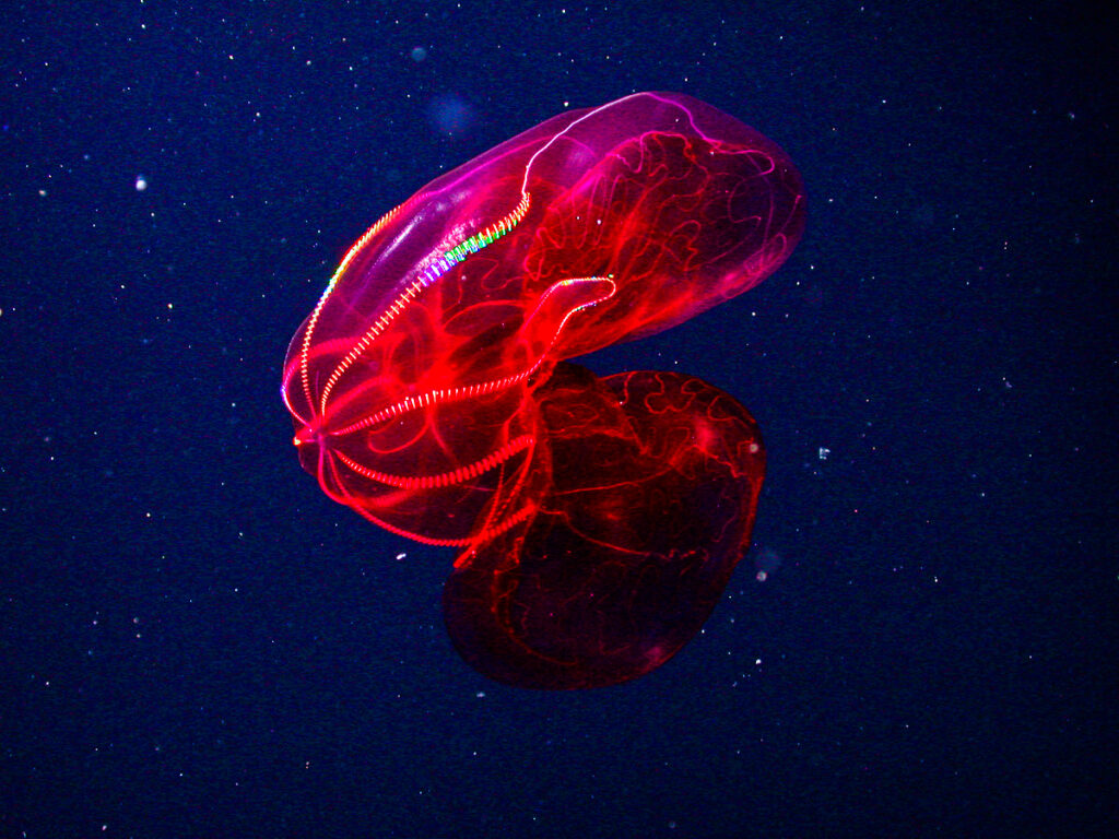 Bloodybelly Comb Jelly 