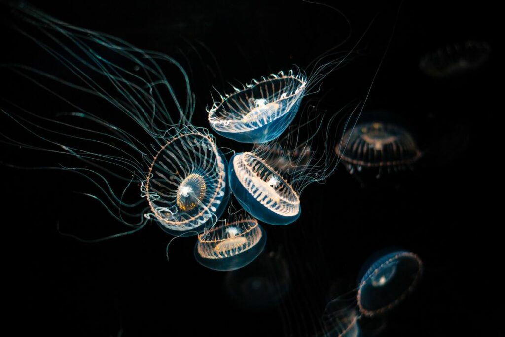 Crystal Jellyfish — Bioluminescent Marvels