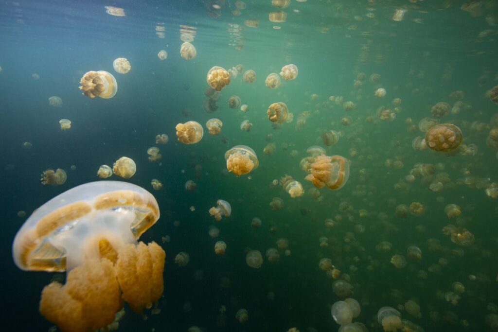 How Do Jellyfish Reproduce? Simple, But Complex Creatures