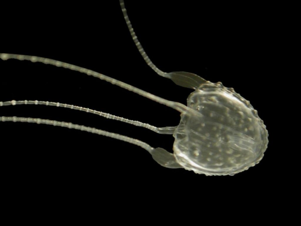 Irukandji Box Jellyfish