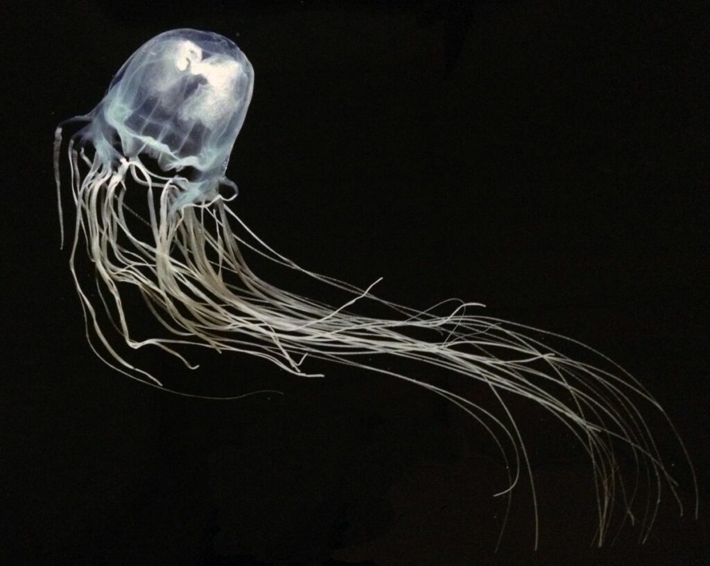Irukandji Box Jellyfish