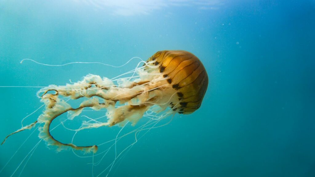 Jellyfish Body Facts 
