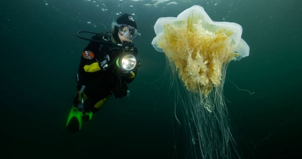 Lion’s Mane Jellyfish Habitat