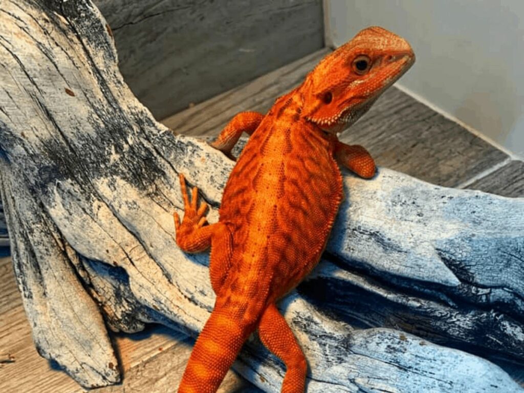 Rare Bearded Dragon Colors 