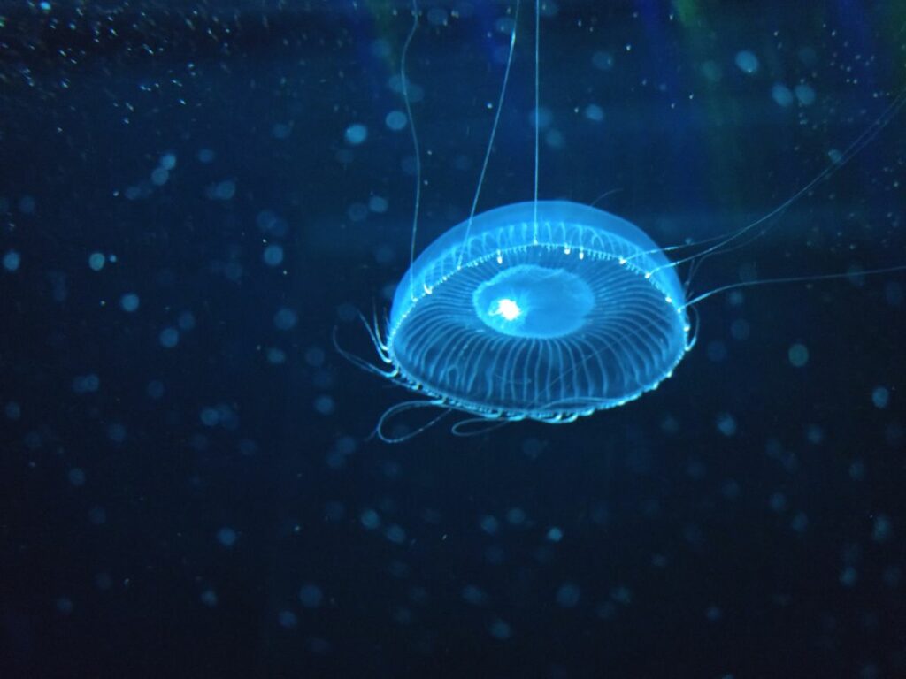 Some Jellyfish Glow 