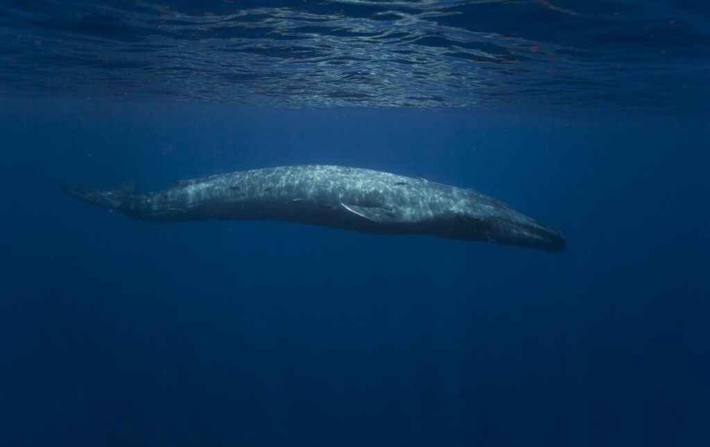 The Blue Whale — The Biggest Animal In The Ocean
