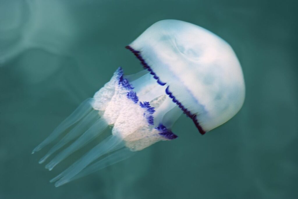 The Robust, Cauliflower-Like Barrel Jellyfish