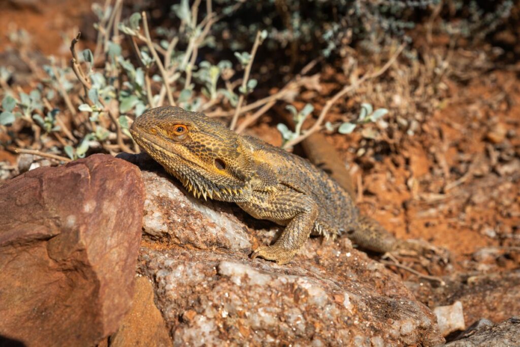 Where Do Bearded Dragons Come From