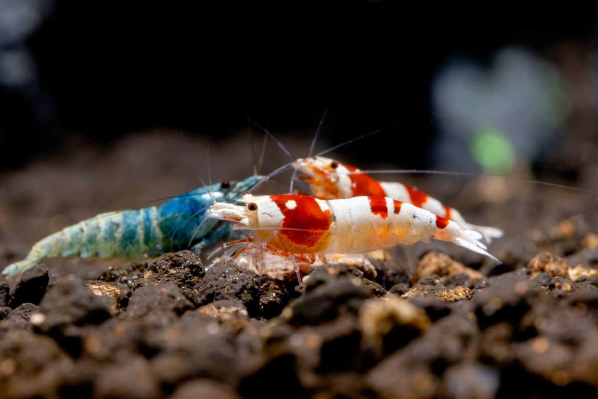 Caridina Shrimp — A Rainbow of Colors (Care Guide & Life History)