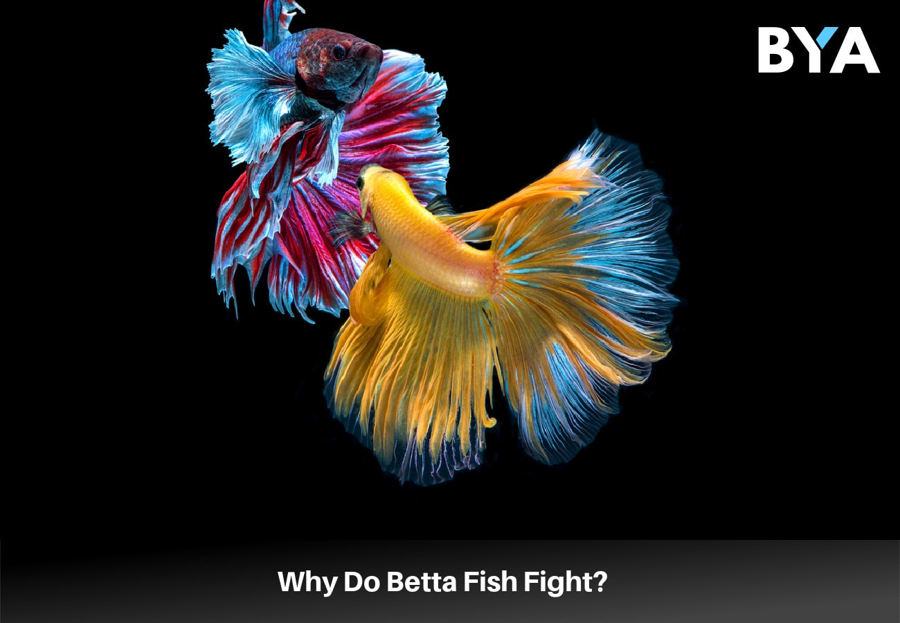 Why Do Betta Fish Fight Build Your Aquarium