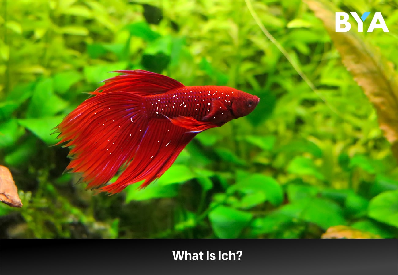 The Causes And Treatment Of Ich In Betta Fish